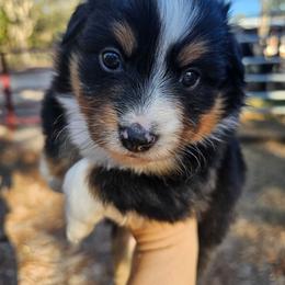 Arlo - Black tri male Miniature Australian Shepherd puppy in Dunnellon, Florida from Ever After Mini Aussies