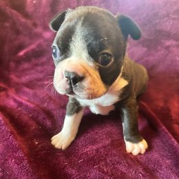 Boy 1 - Black brindle and white male Boston Terrier puppy in Brookville, Ohio from Best Friend Bostons