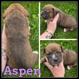 Aspen - Brown brindle female Olde English Bulldogge puppy in Merrill, Michigan from Haase Family Kennels