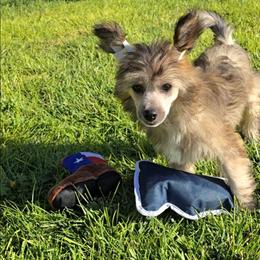 Braxton Long Star Angel - Brown male Chinese Crested puppy in Amarillo, Texas from Victoria's Chinese Cresteds Long Star Angels