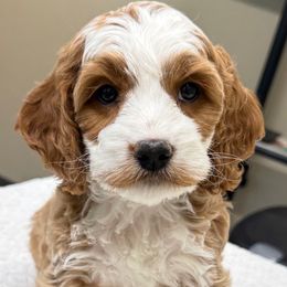 Mustang - Red and white male Cockapoo puppy in Roseville, California from Darby Park Doodles