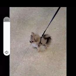 Pomeranian Puppies from Hall's Precious Babies