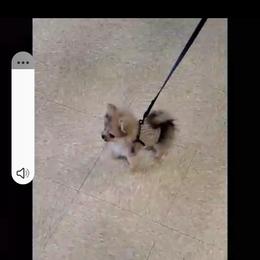 Pomeranian Puppies from Hall's Precious Babies