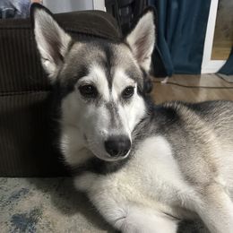 Loki - Siberian Husky