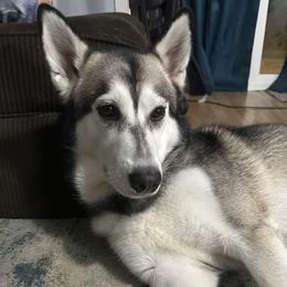 Loki - Siberian Husky