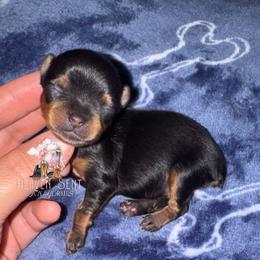 Marvin - Black and tan male Yorkshire Terrier puppy in Riverside, California from Heaven_sent_toy_yorkies