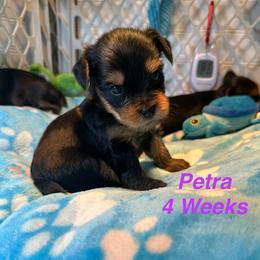 Petra - Black and tan female Yorkshire Terrier puppy in Ashland, Kentucky from Yorkie Paw