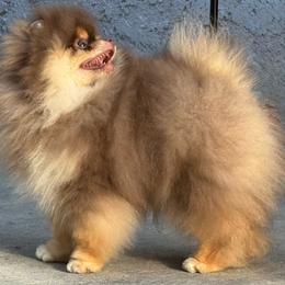 Ares - Pomeranian