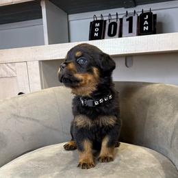 Black girl - Black and mahogany female Rottweiler puppy in Fallon, Nevada from Vom Haus Flores