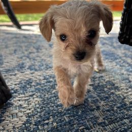 Yorkipoo Puppies from Bayless Yorkiepoos