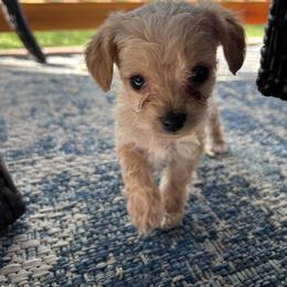 Yorkipoo Puppies from Bayless Yorkiepoos