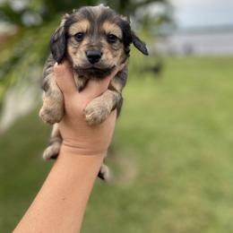 Dachshund Puppies from Dreamwork Dachshunds