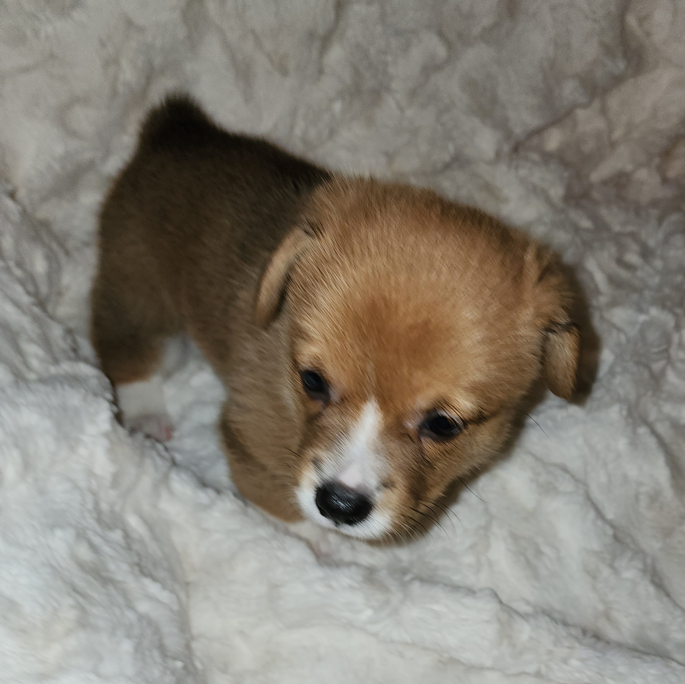 Pembroke Welsh Corgi Puppies from Tiny Titans K9