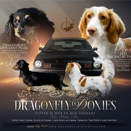 Dachshund puppies from Dragonfly Doxies