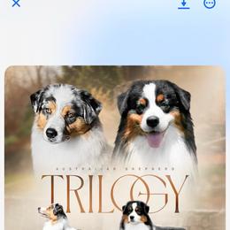 Blue - Blue merle female Australian Shepherd puppy in California from Trilogy Australian Shepherds