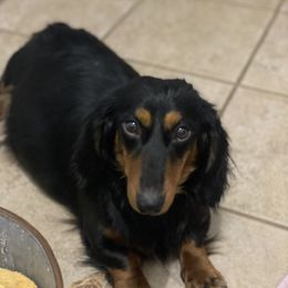Heidi - Dachshund