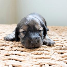 Daphne - Cream female Dachshund puppy in Sylvania, Alabama from Yancey’s Doxies