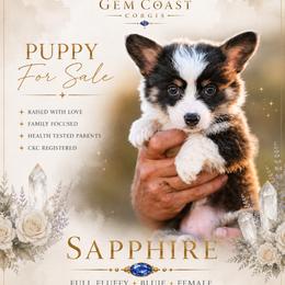 Sapphire - Black and tan female American Corgi puppy in Mariposa, California from Gem Coast Corgis