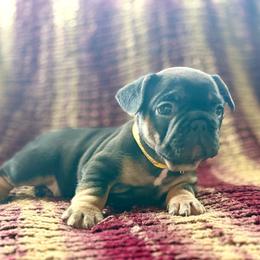 Blossom - Black and tan female French Bulldog puppy in Greeley, Colorado from Mandy Moon French Bulldogs