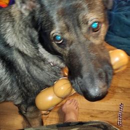 German Shepherds from Ramona Pinkowsky's German Shepherds