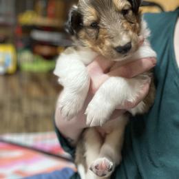 Collie Puppies from Jolly Collies