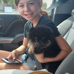 Pomeranian Puppies from Glitzypoms