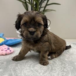 Maddy - Red sable female Havanese puppy in Semmes, Alabama from Hayden's Havanese