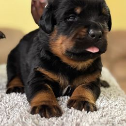 Purple male - Black and mahogany male Rottweiler puppy in Kissimmee, Florida from Macht Haus Rottweilers