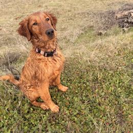 Golden Retriever All Grown Up from Heartwood Goldens