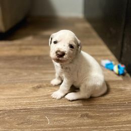 Dalmatian Puppies from A’s Spots & Dots Dalmatians