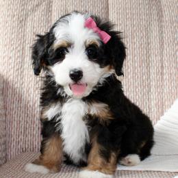 Isla - READY NOW - Tri-color female Bernedoodle puppy in Apple Creek, Ohio from Cuddle Paws