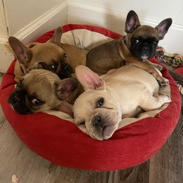 French Bulldog Puppies from EV Bulldogs