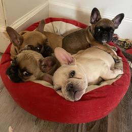 French Bulldog Puppies from EV Bulldogs