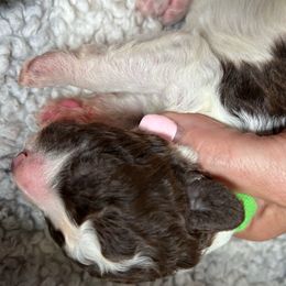 Green Collar Boy - Black and white male Spanish Water Dog puppy in Clementon, New Jersey from PitterPatterPuppiesNJ
