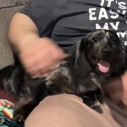 Minerva - Dachshund