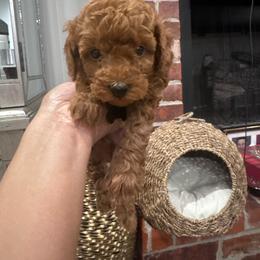 Milo - Red  male Poodle puppy in Okc, Oklahoma from Designer Poos By Diva