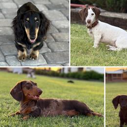 Dachshunds from Jolly Rogers Dachshunds