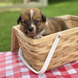Border Collie and English Shepherd Puppies from Kefi Collie Co