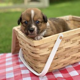 Border Collie and English Shepherd Puppies from Kefi Collie Co