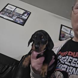 Kevin - Black and tan male Dachshund puppy in Clarksville, Tennessee from Sonya's Dachshunds