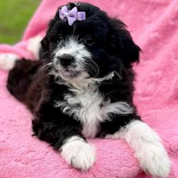 Purple collar toy - Black tri-color female Aussiedoodle puppy in 32046, Florida from River Hill Ranch