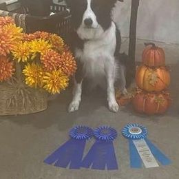 Border Collies and Mudis from Starcrest