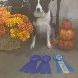 Border Collies and Mudis from Starcrest