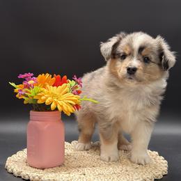 Navy - Blue merle male Miniature Australian Shepherd puppy in Covington, Pennsylvania from Rigas Mini Aussies LLC