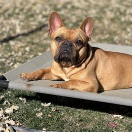 Ivy - French Bulldog