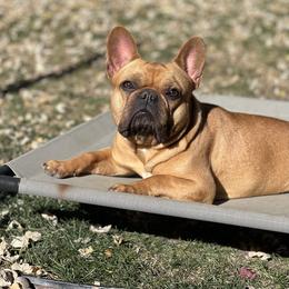 Ivy - French Bulldog