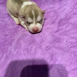 Girl 3 - Red and white female Siberian Husky puppy in Westfield, Vermont from Snowdancer Kennels, Reg