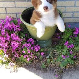 Australian Shepherd Puppies from Zoolo Kennels