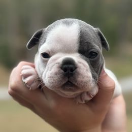 Boy 1 - White male French Bulldog puppy in Moorefield, West Virginia from Absolutely Boston Terriers and French Bulldogs