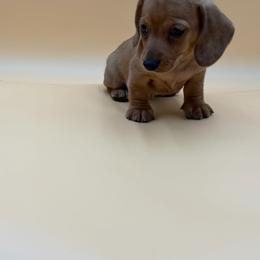 Duke - Cream male Dachshund puppy in Porterville, California from Desert Dynasty